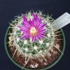 Stenocactus_ochoterenaus_1